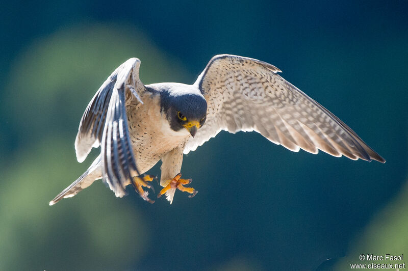 Peregrine Falcon male adult, Flight