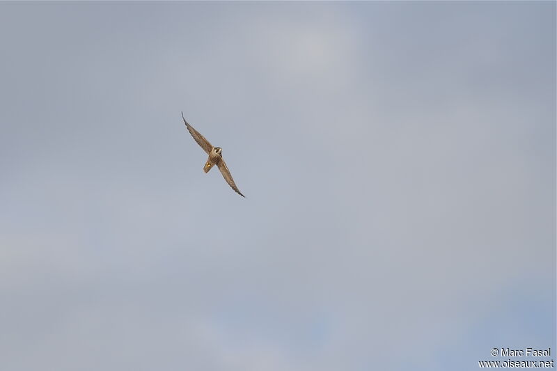 Peregrine FalconFirst year, Flight