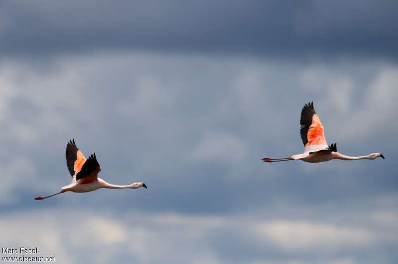 Chilean Flamingoadult, Flight