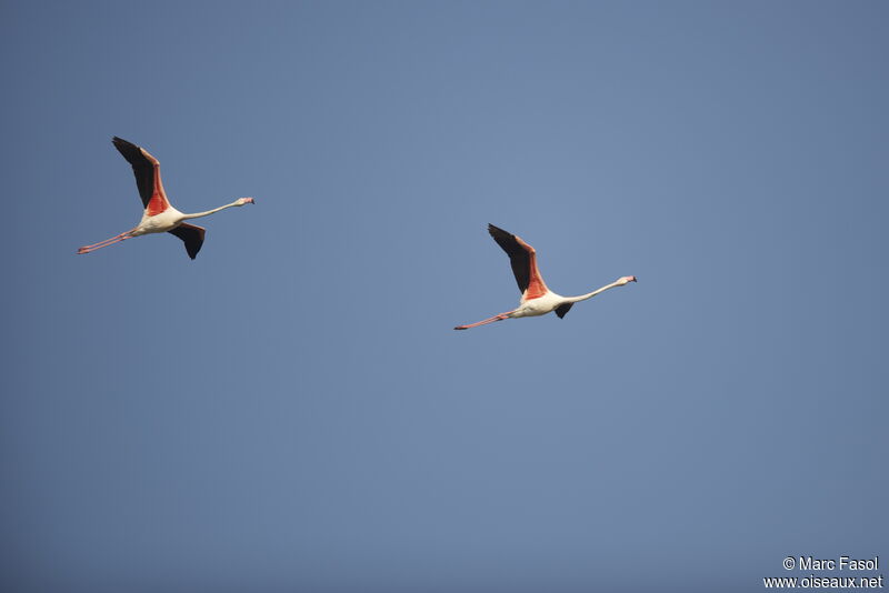 Greater Flamingo adult breeding, Flight
