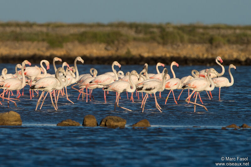 Greater Flamingo, walking