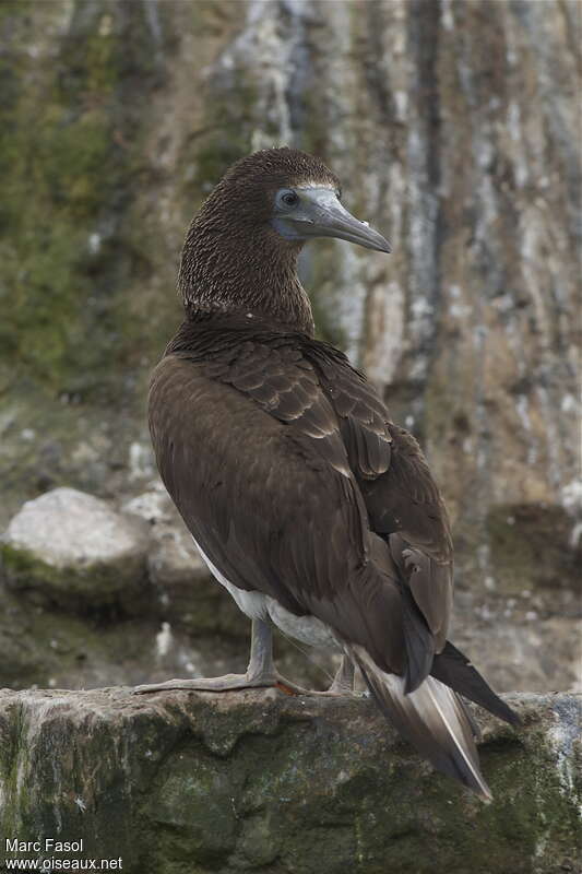 Blue-footed Boobyjuvenile, pigmentation