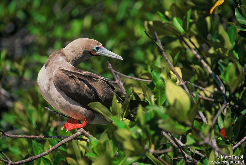 Red-footed Boobyadult breeding, identification, Reproduction-nesting