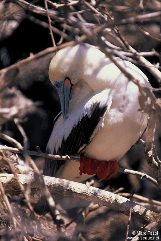 Red-footed Boobyadult breeding, identification