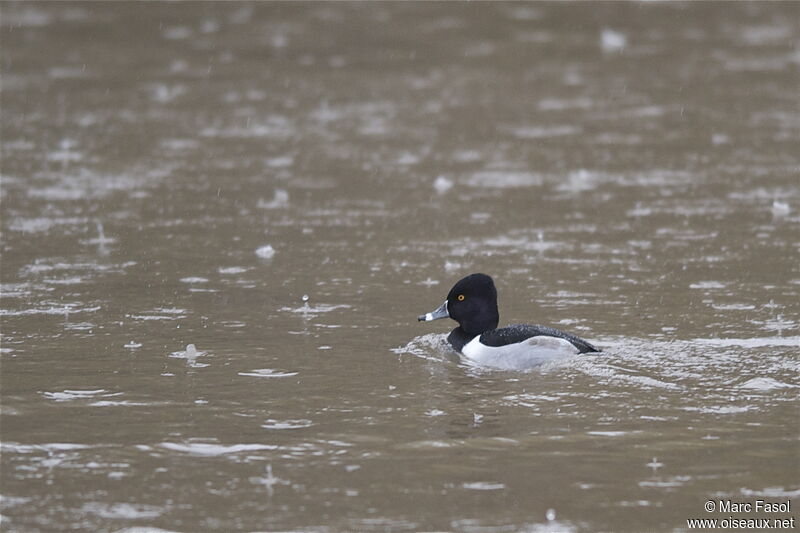 Ring-necked Duck male adult breeding, identification