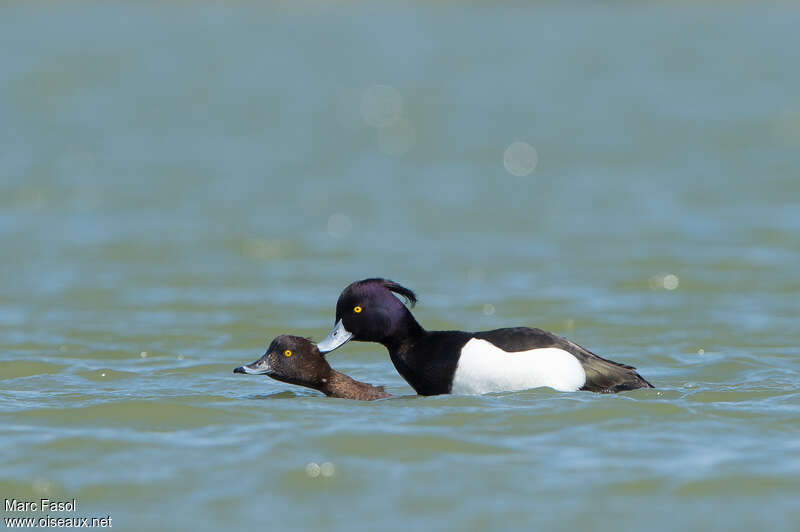Tufted Duckadult, mating.
