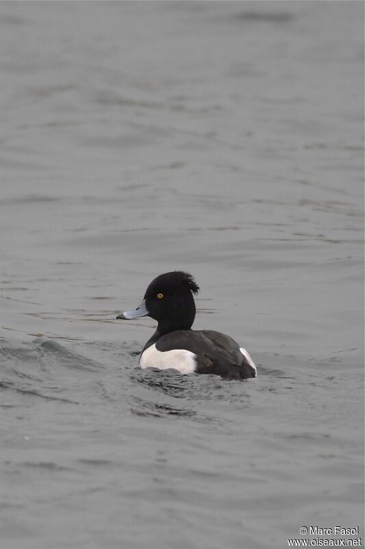 Tufted Duck male adult post breeding