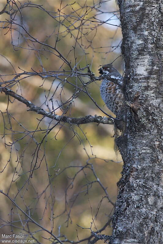 Gélinotte des bois mâle adulte nuptial, habitat, camouflage