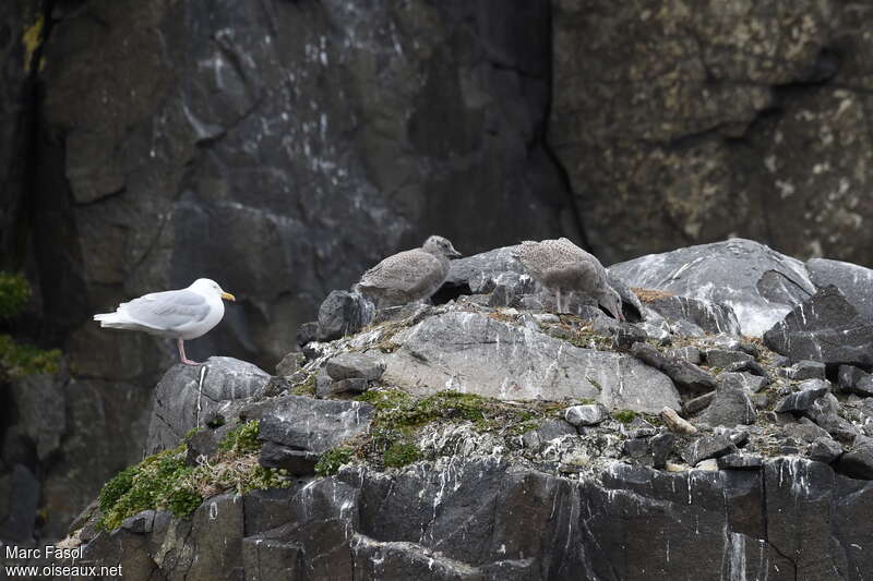 Glaucous Gull, habitat, Reproduction-nesting