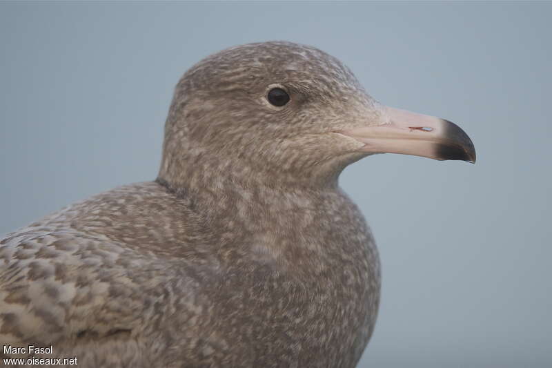 Glaucous Gull male First year, close-up portrait
