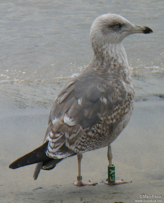 Lesser Black-backed GullSecond year, identification