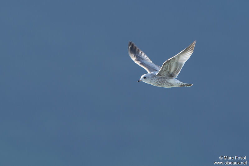 Common GullSecond year, Flight