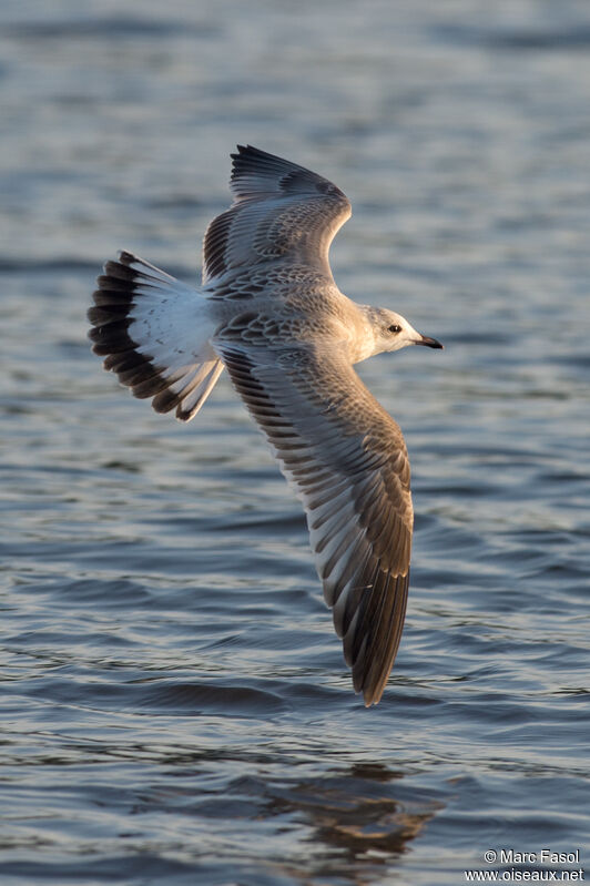 Common Gulljuvenile, Flight