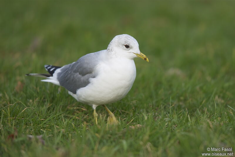 Common Gull, Behaviour