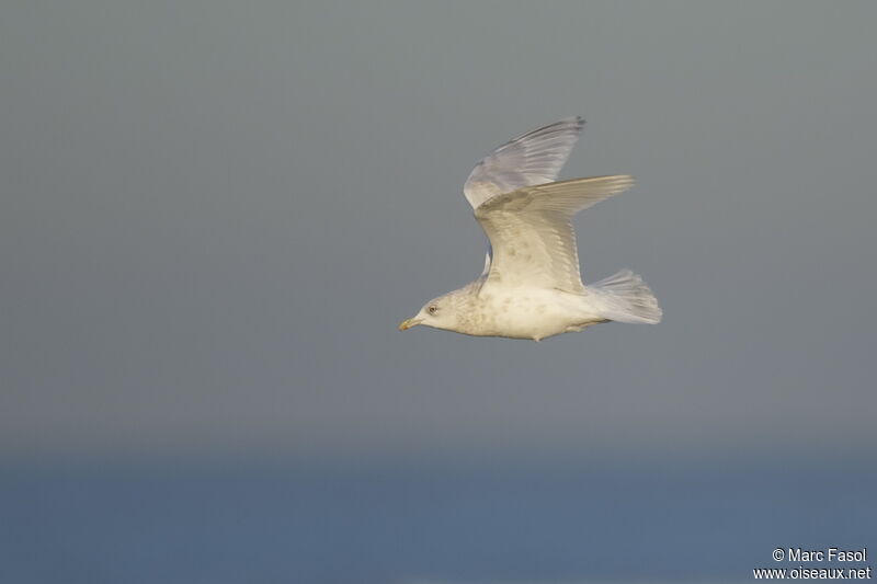 Iceland Gull (kumlieni)Fourth year, Flight