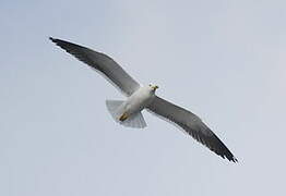 Lesser Black-backed Gull (graellsii)