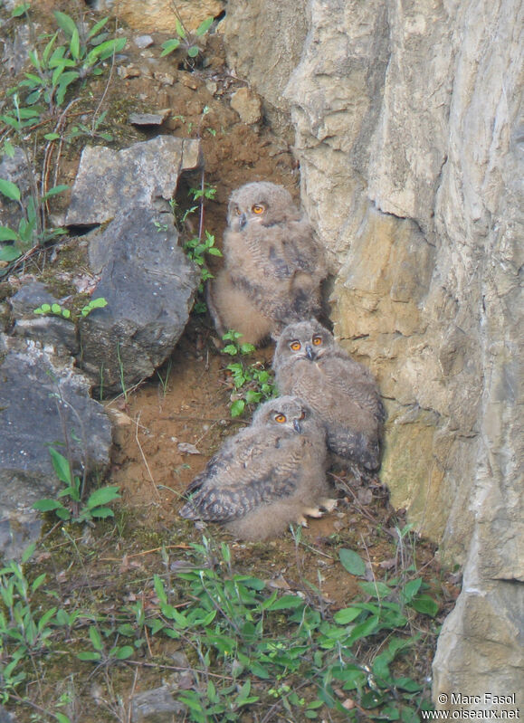 Eurasian Eagle-OwlFirst year, Reproduction-nesting