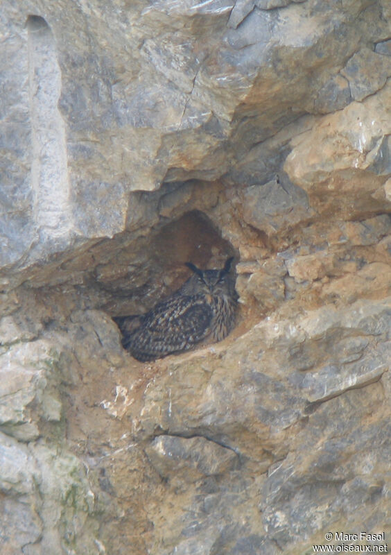 Eurasian Eagle-Owl male adult breeding, Reproduction-nesting, Behaviour