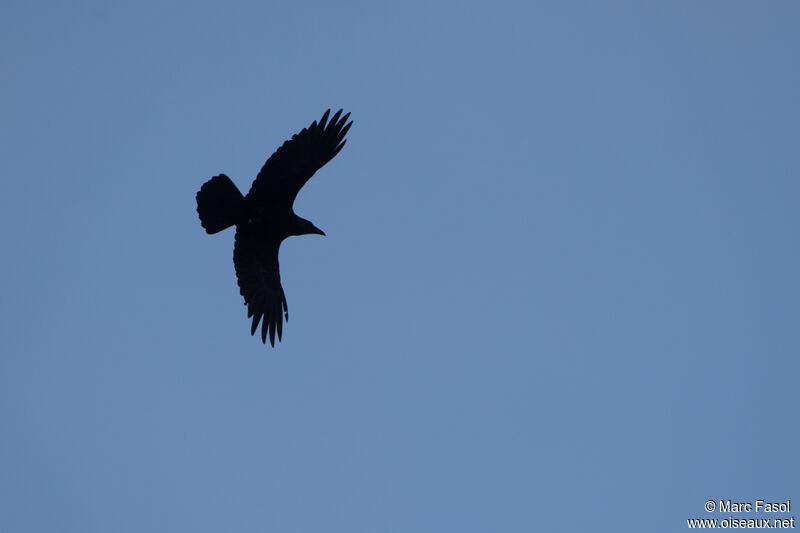 Northern Raven, Flight