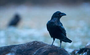 Northern Raven
