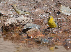 Greater Yellow Finch