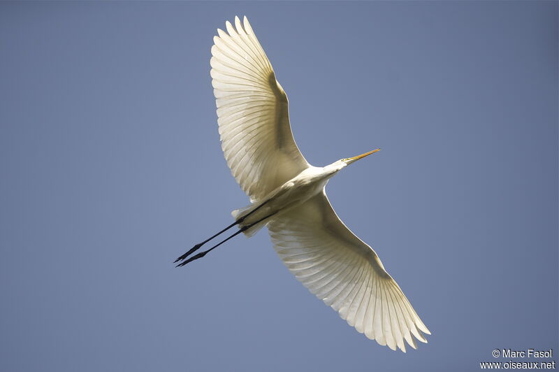 Great Egret, Flight
