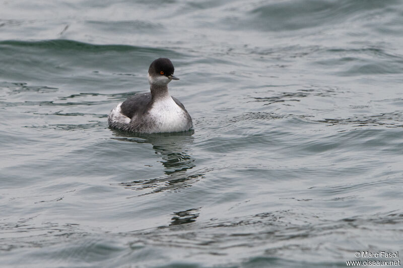 Black-necked Grebeadult post breeding, swimming