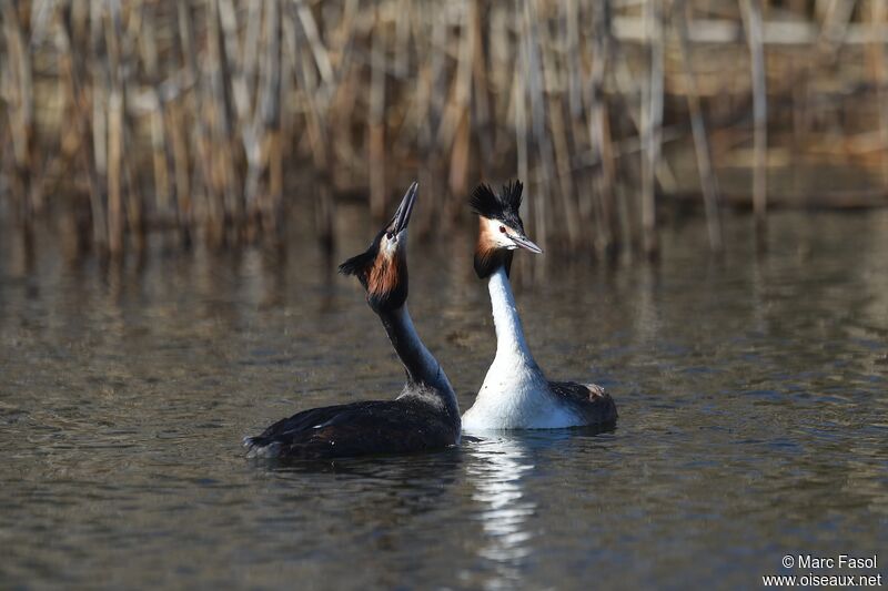 Great Crested Grebe , identification, Reproduction-nesting, Behaviour