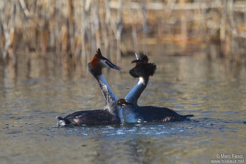 Great Crested Grebe adult breeding, identification, Reproduction-nesting