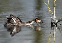 Great Crested Grebe