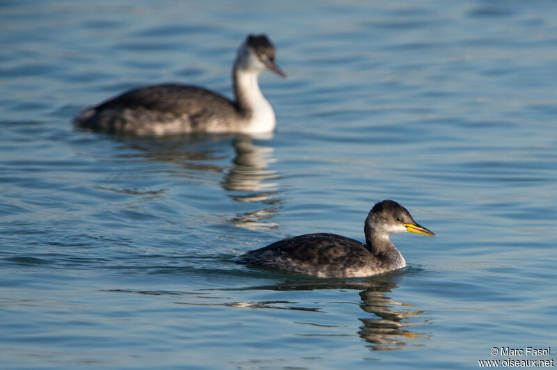 Red-necked Grebe, identification, swimming