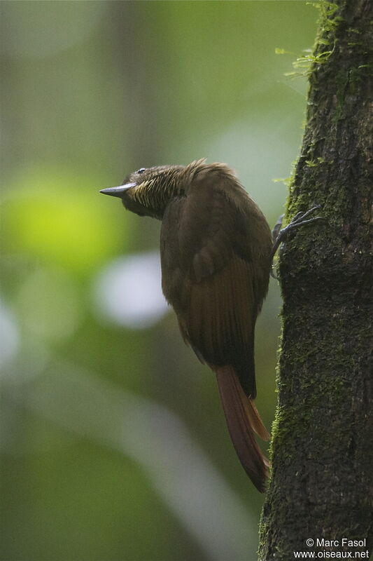 Tawny-winged Woodcreeperadult, identification