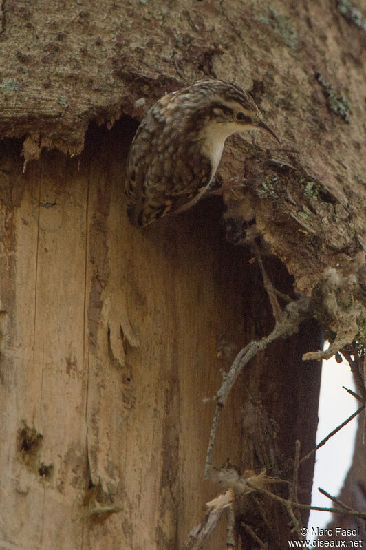 Eurasian Treecreeperadult, identification, Reproduction-nesting