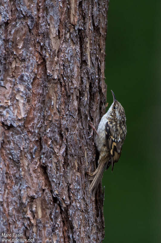 Short-toed Treecreeperadult, identification, camouflage