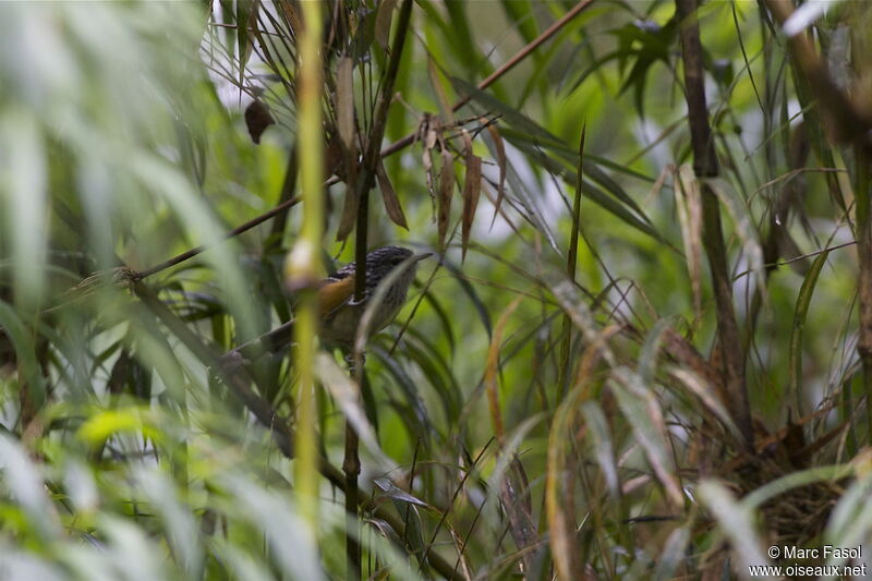 East Andean Antbird male adult, identification