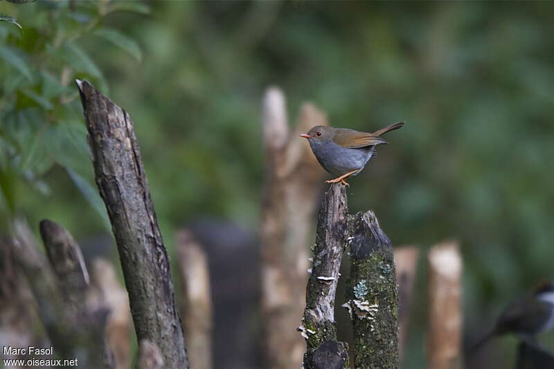Orange-billed Nightingale-Thrushadult breeding, identification