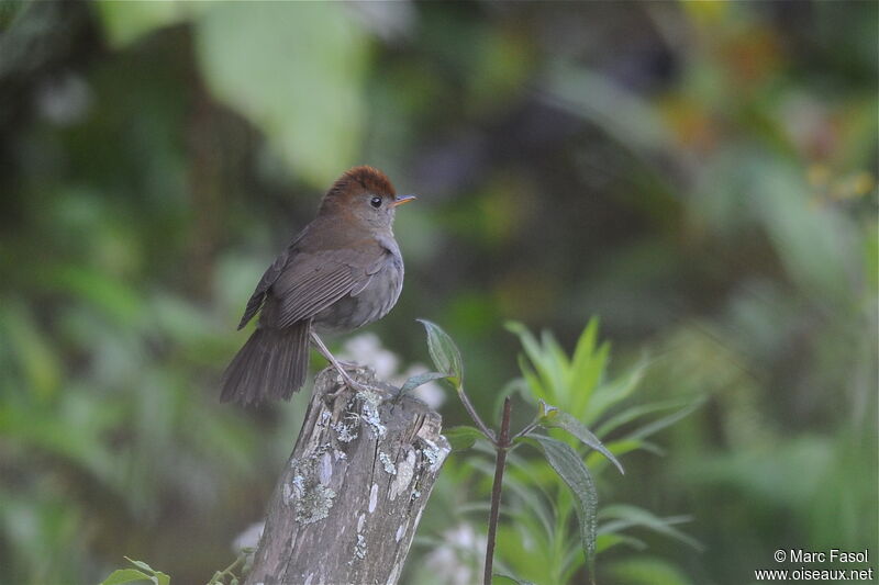 Ruddy-capped Nightingale-Thrushadult breeding, identification