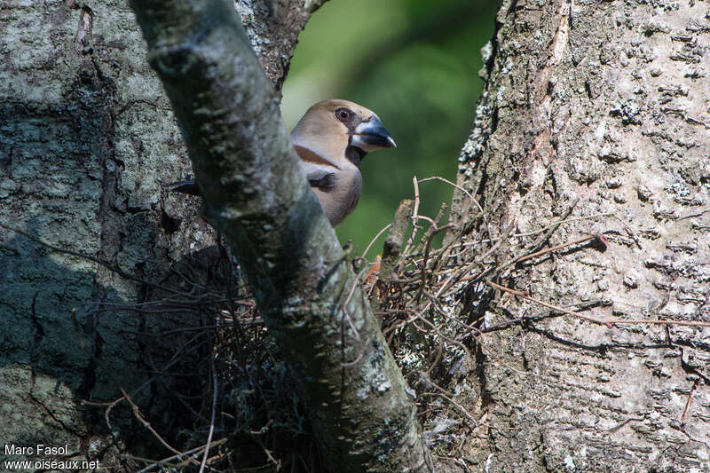 Hawfinch female adult, Reproduction-nesting