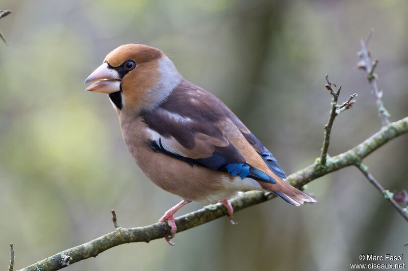 Hawfinch male adult, identification, song