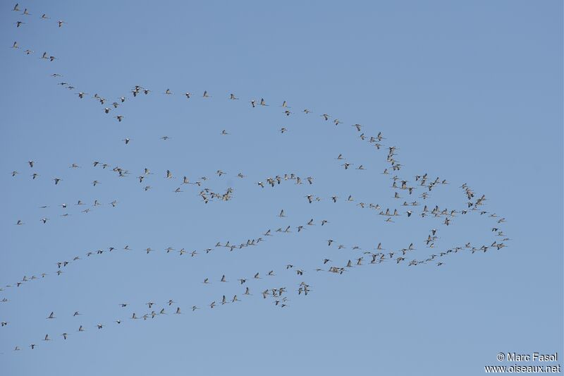 Common Crane, identification, Flight, Behaviour