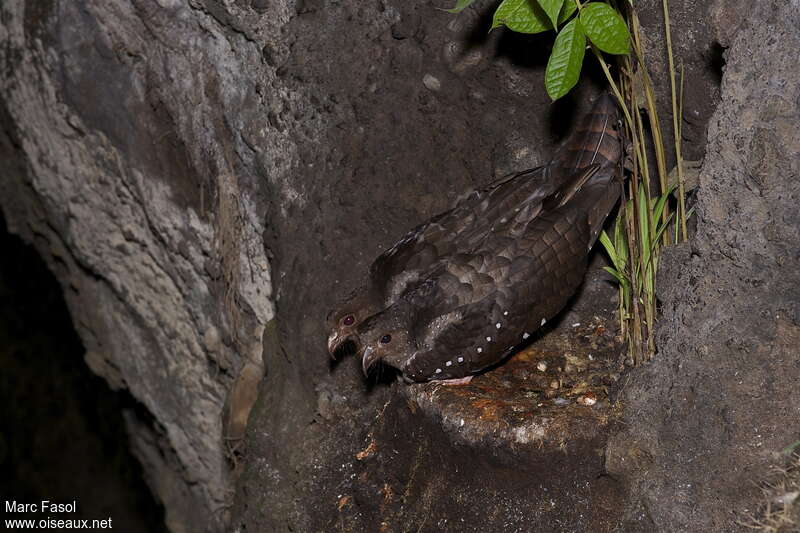 Oilbirdadult, Reproduction-nesting