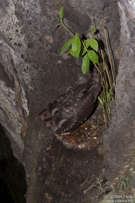 Guacharo des cavernes, identification, Nidification