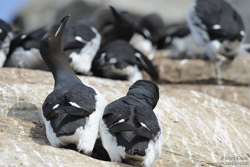 Thick-billed Murre adult breeding, identification, Reproduction-nesting