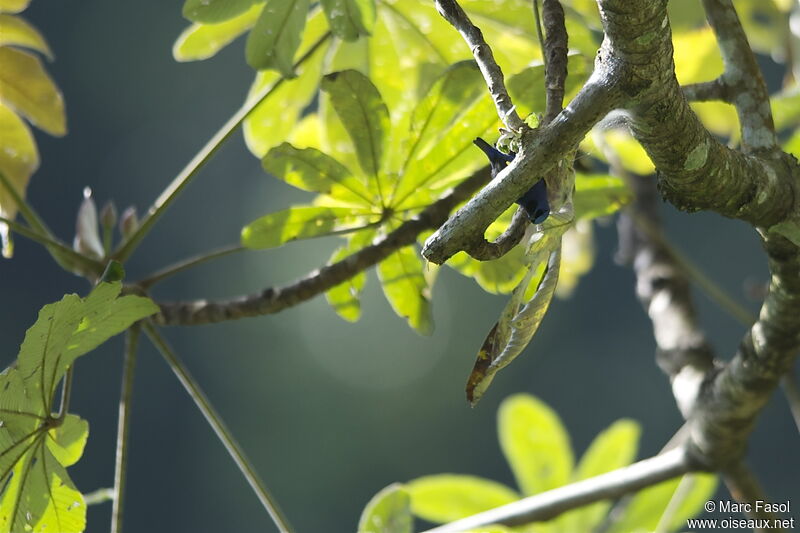 Purple Honeycreeper male adult, identification, Behaviour