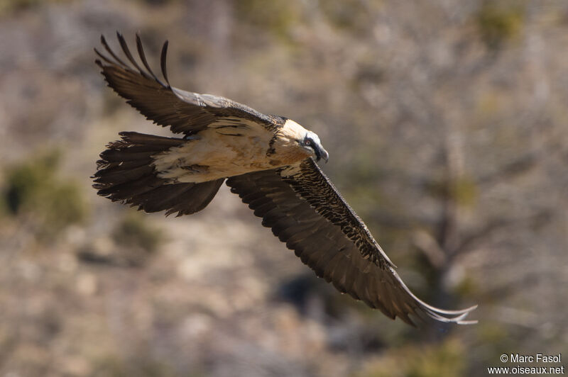 Bearded Vulturesubadult, Flight