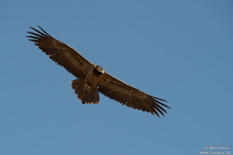 Bearded VultureSecond year, Flight