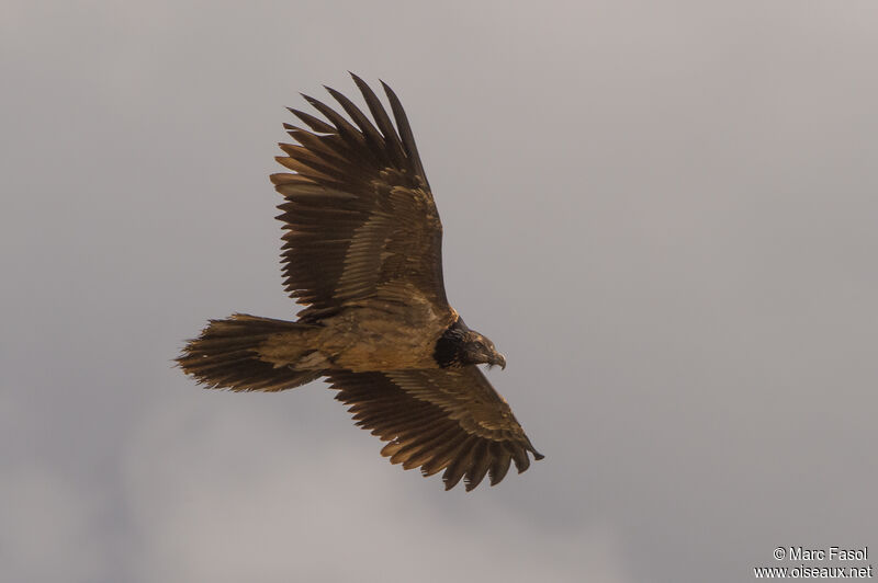 Bearded VultureSecond year, Flight