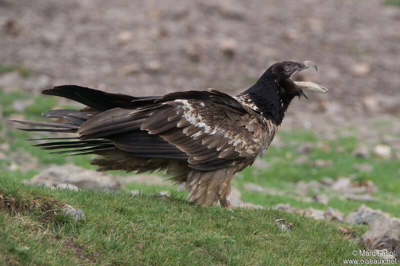 Bearded VultureSecond year, feeding habits, eats