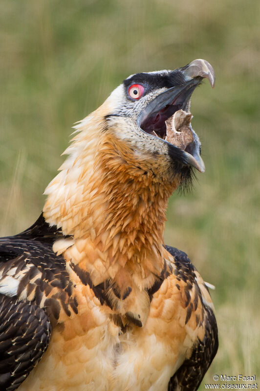 Bearded Vultureadult breeding, identification, feeding habits, eats