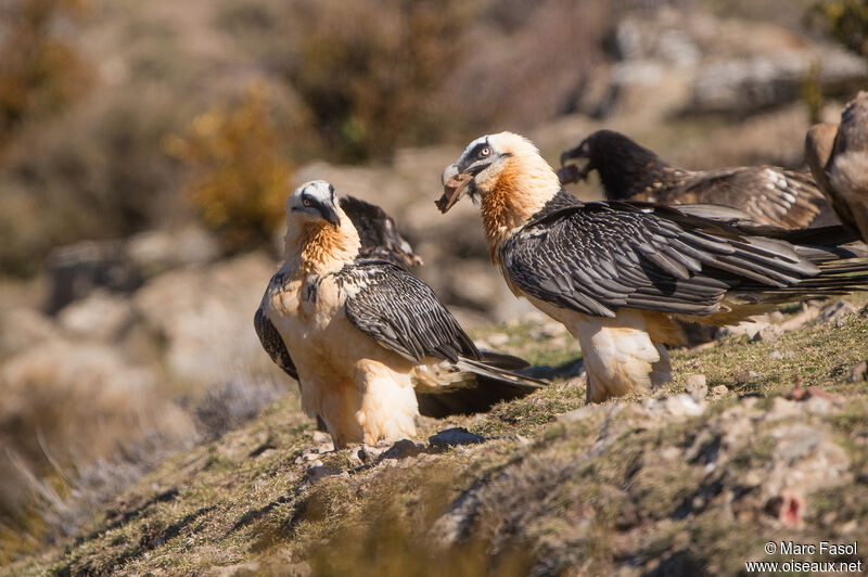 Bearded Vulture, eats